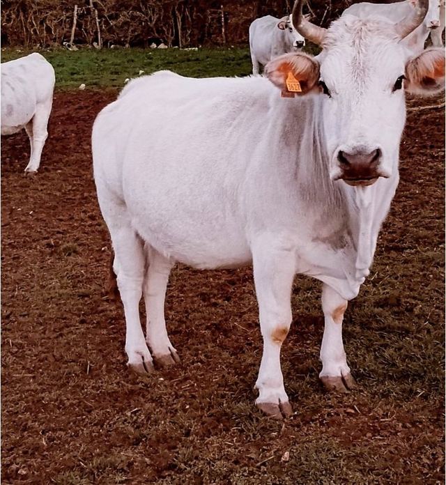 AZIENDA AGRICOLA - FLAMMINI