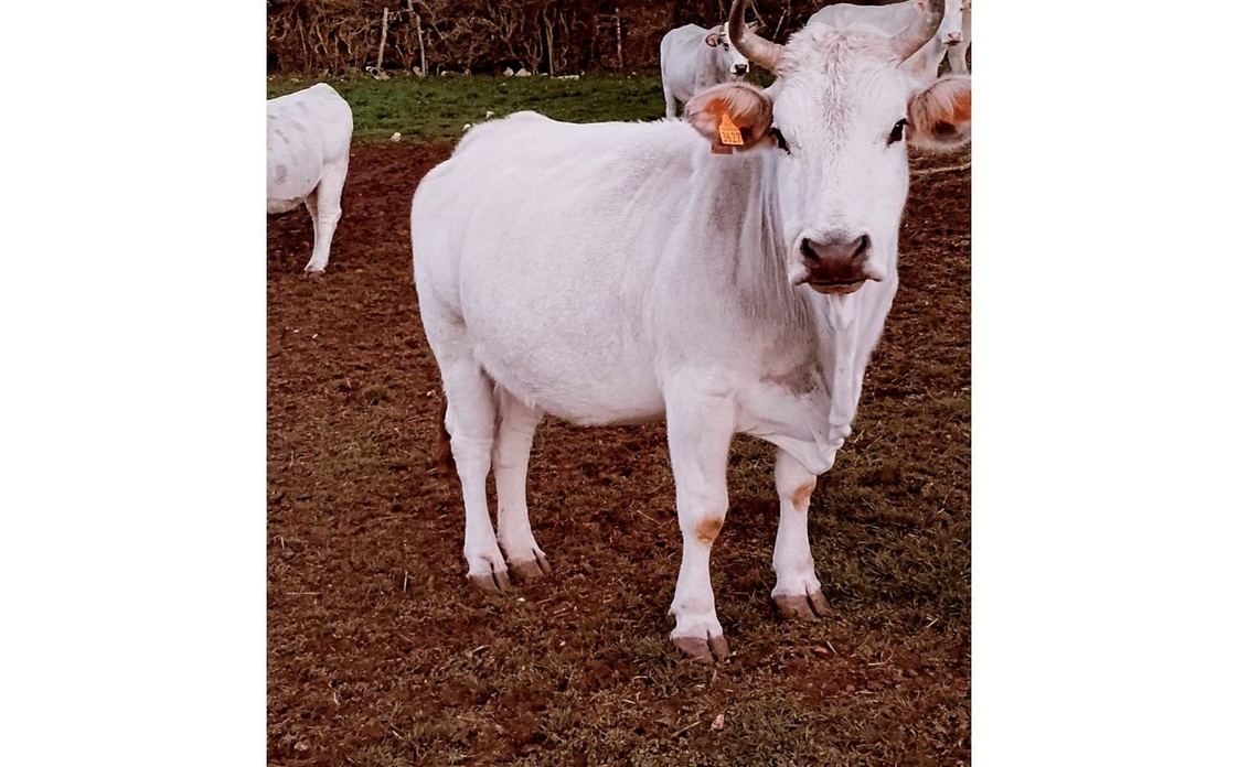 AZIENDA AGRICOLA - FLAMMINI