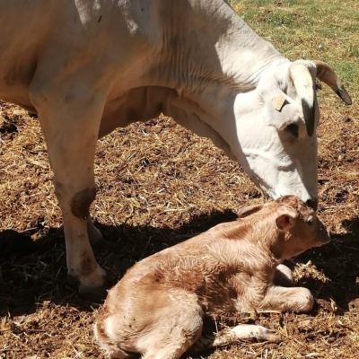Società Agricola Le Querce s.s.