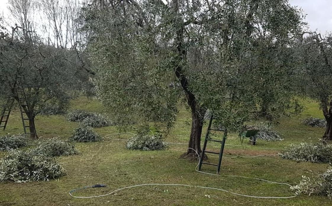 Società Agricola Le Querce s.s.