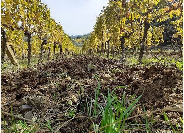 Azienda Agricola Ferro Di Burroni Daniela