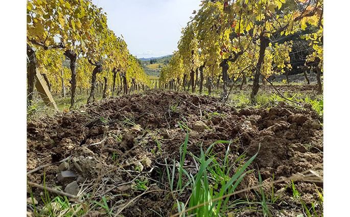 Azienda Agricola Ferro Di Burroni Daniela
