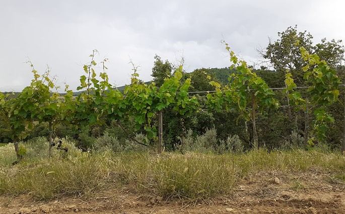 Azienda Agricola Ferro Di Burroni Daniela