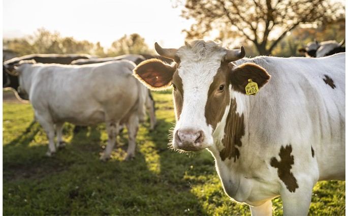 Società Agricola Fratelli Cibrario