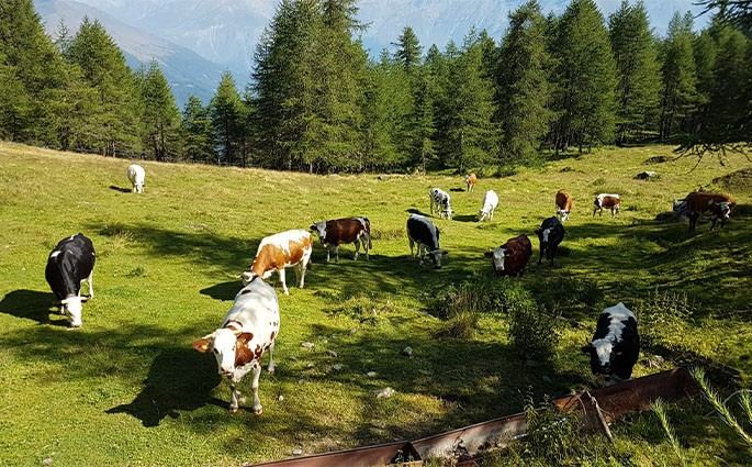 Società Agricola Fratelli Cibrario