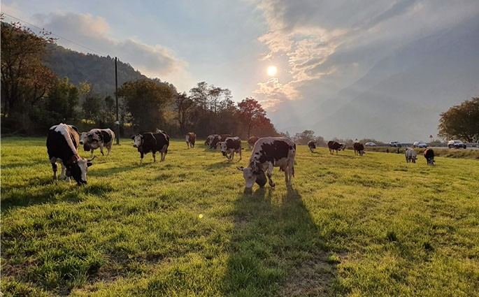 Società Agricola Fratelli Cibrario