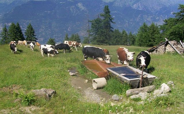 Società Agricola Fratelli Cibrario