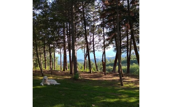 Il Parco Di Snoopy Amici Per Sempre