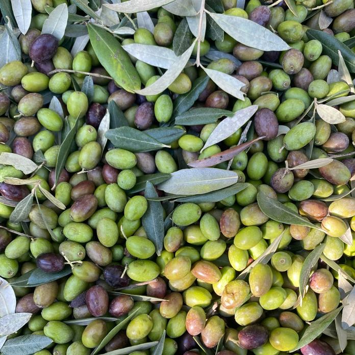 Società Agricola Fratelli Ludovisi Srl
