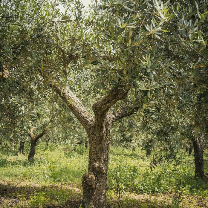Società Agricola Fratelli Ludovisi Srl