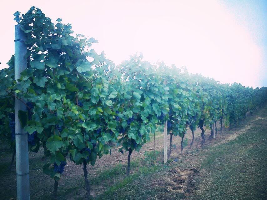 CANTINA LA LIGNITE di FERRETTI TIBERIO