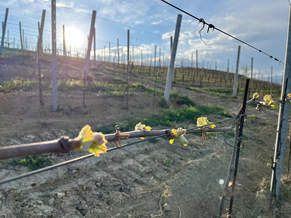 CANTINA LA LIGNITE di FERRETTI TIBERIO